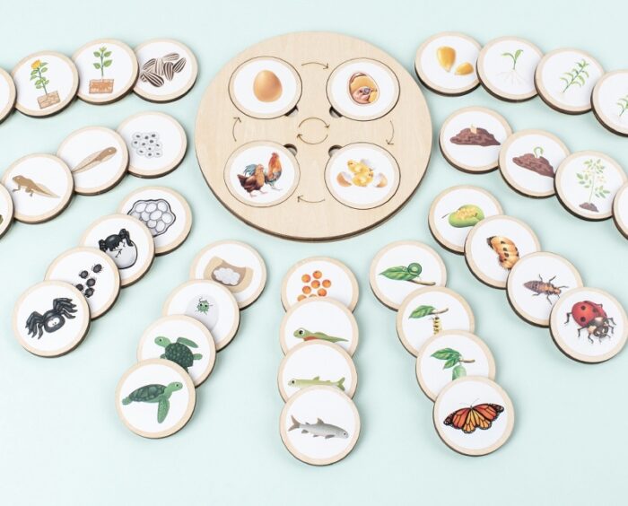 Life Cycle Board - Image 9