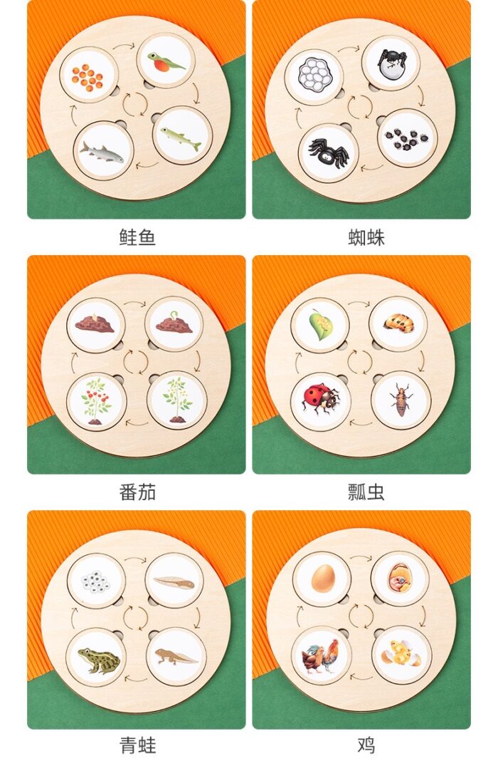 Life Cycle Board - Image 5