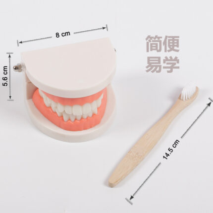 Mouth Model