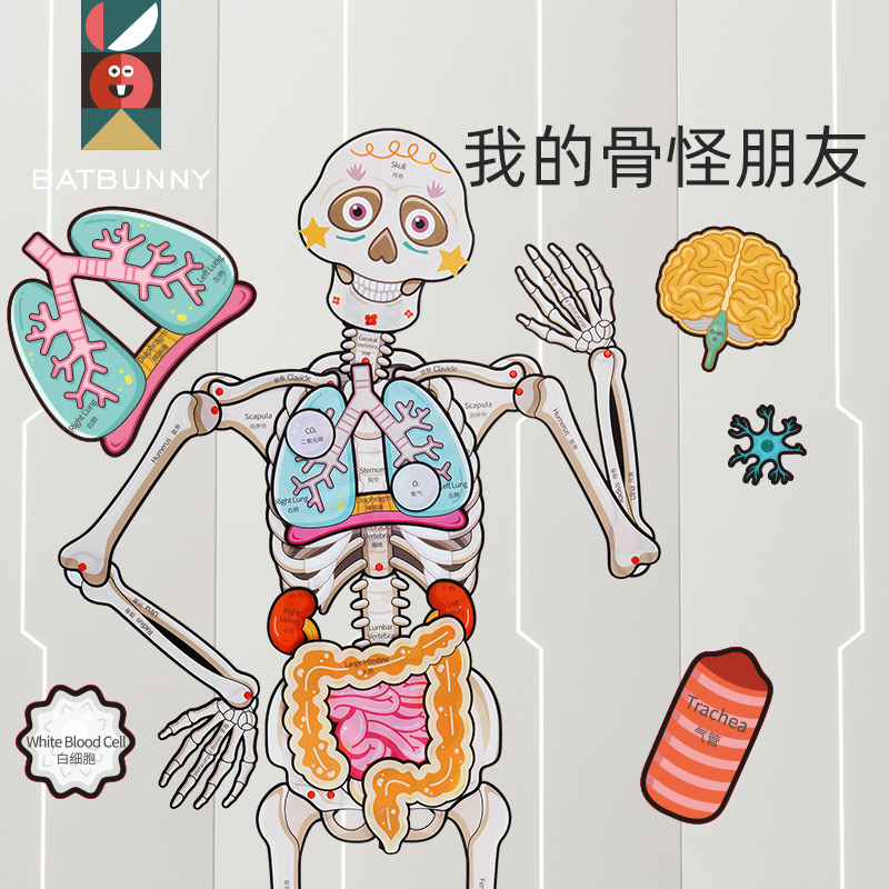 IMG_9606 Human Body - My Bone Body - Image 1