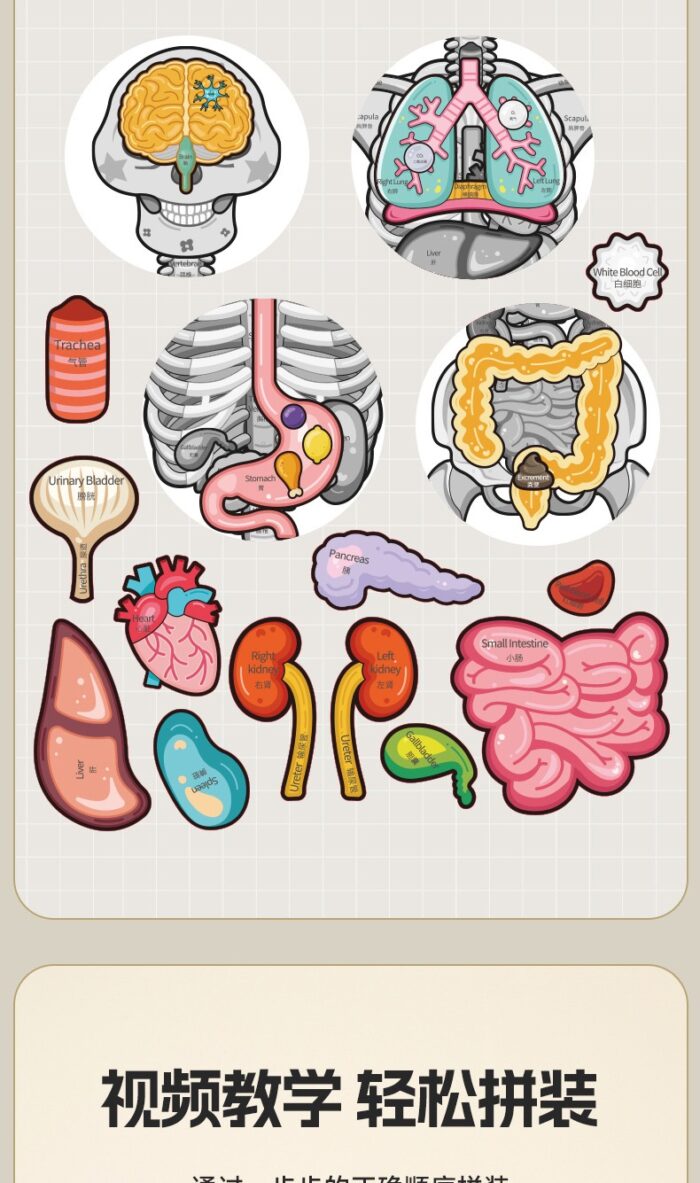 Human Body - My Bone Body - Image 2
